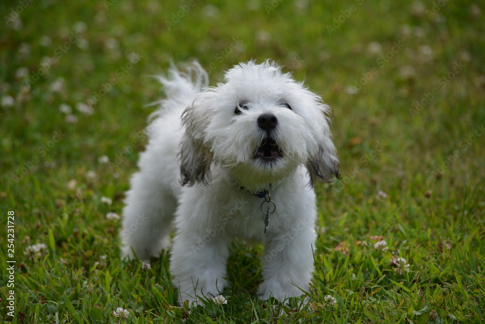 white dog in grass