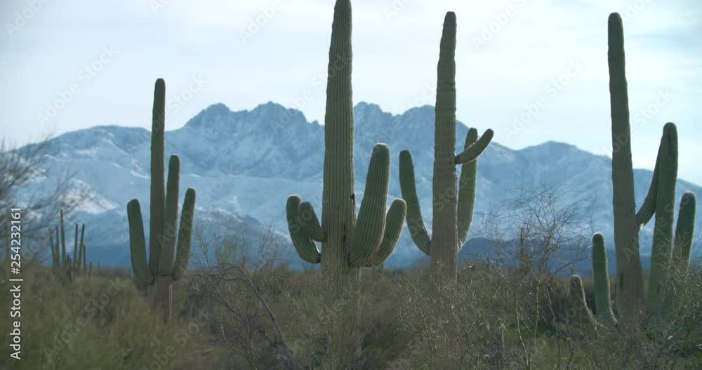 Sunrise in the Sonoran Desert with saguaro cactus in the foreground and snow covered mountains behind. Sunrise in the Sonoran Desert with saguaro cactus in the foreground and snow covered mountains behind.