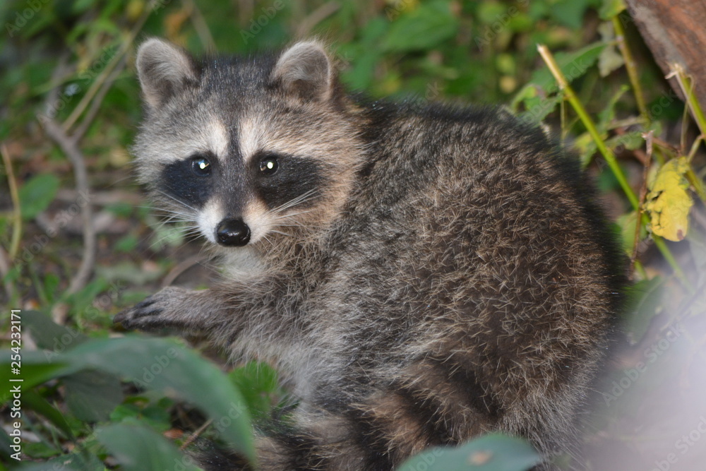 raccoon raccoon