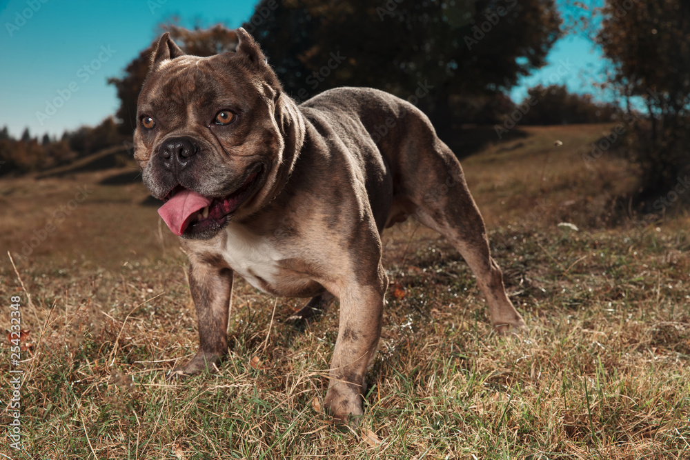 American bully panting and looking away outdoor