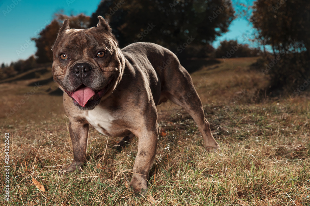 American bully panting and looking into the camera outdoor