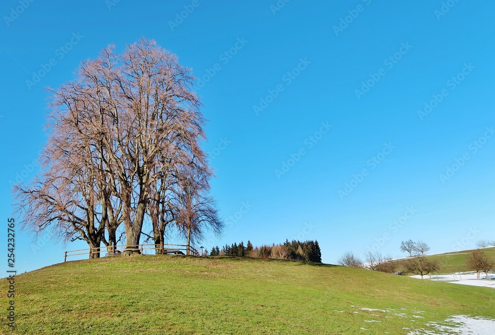 Obraz premium Baumgruppe im Frühling