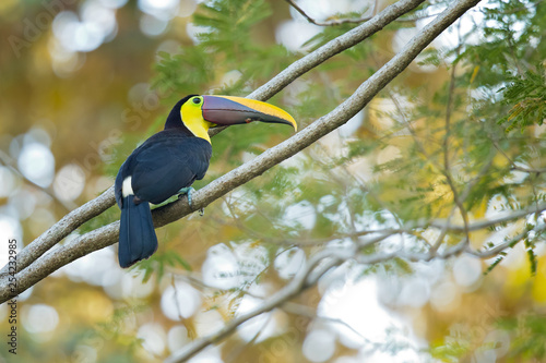 Yellow-throated toucan (Ramphastos ambiguus) is a large toucan in the family Ramphastidae found in Central and northern South America. 