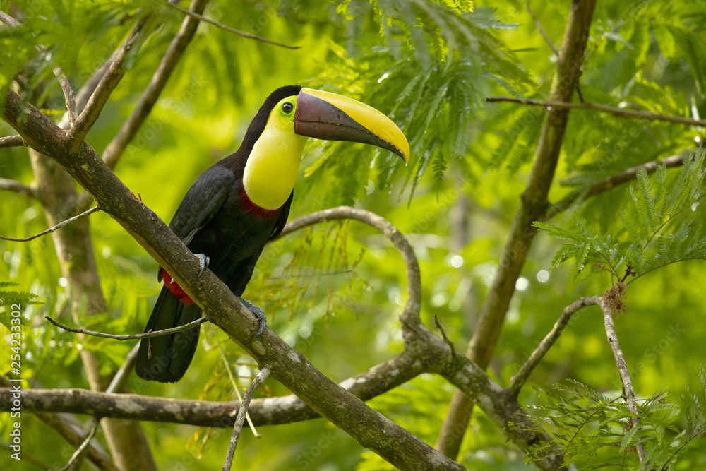 Fototapeta premium Tukan żółtogardły (Ramphastos ambiguus) to duży tukan z rodziny Ramphastidae występujący w środkowej i północnej Ameryce Południowej.