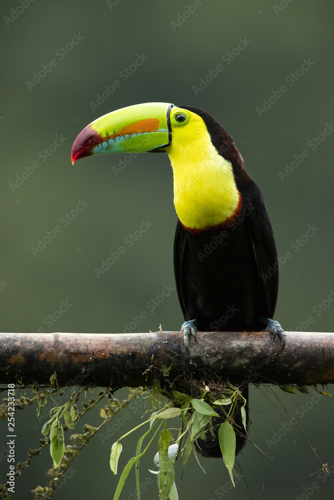 Fototapeta premium Keel-billed toucan (Ramphastos sulfuratus), also known as sulfur-breasted toucan or rainbow-billed toucan, is a colorful Latin American member of the toucan family. It is the national bird of Belize