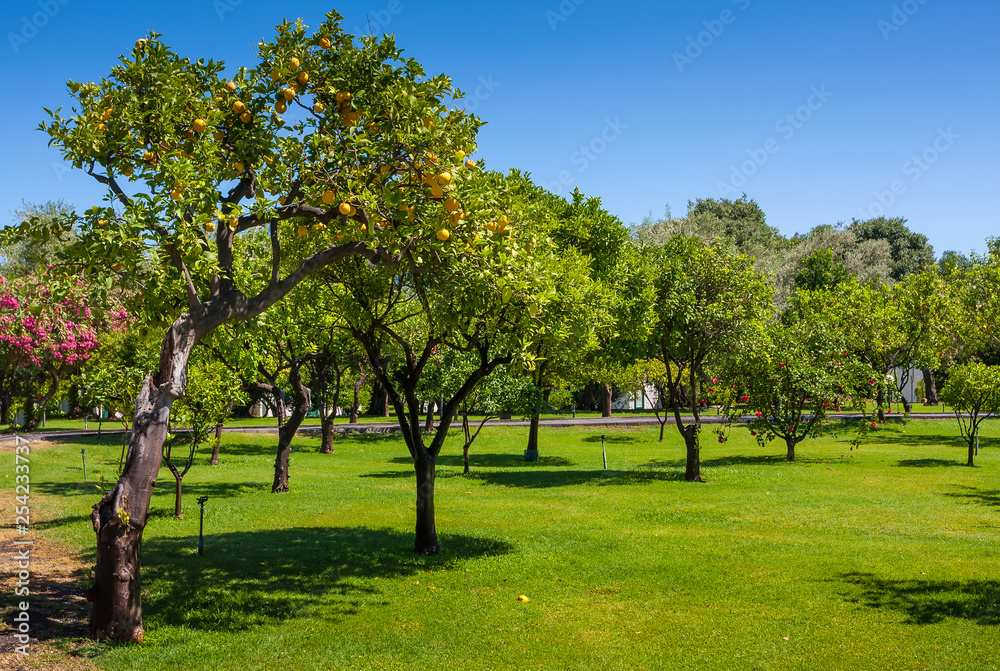 Lemon trees in a citrus grove in Sicily Lemon trees in a citrus grove in Sicily