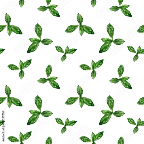 Watercolor hand drawn basil herb isolated seamless pattern.
