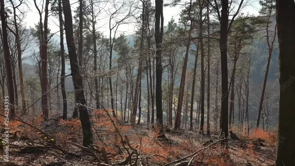 View of dense forest in Germany during sunny winter day. View of dense forest in Germany during sunny winter day.
