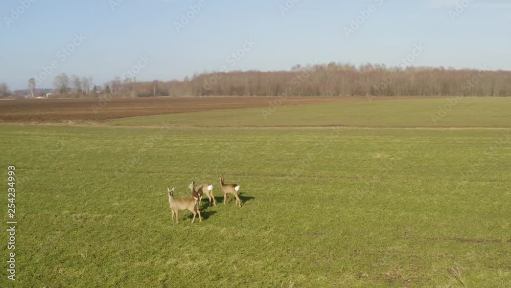 Roe deer walking on green agricultural field. Aerial view. Roe deer walking on green agricultural field. Aerial view.