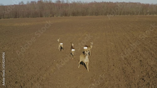 Roe deer standing on agrivultural field. Looking directly to camera and smelling air. photo