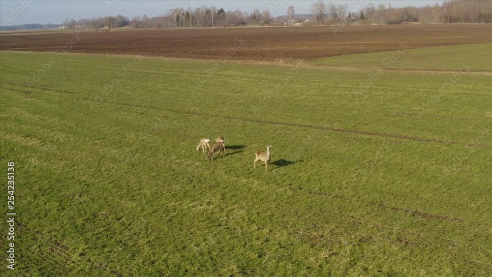 Roe deer walking on green agricultural field. Aerial view. Roe deer walking on green agricultural field. Aerial view.