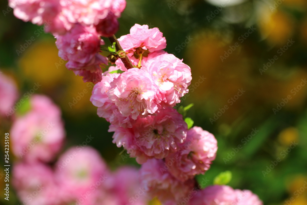 mandelblüte