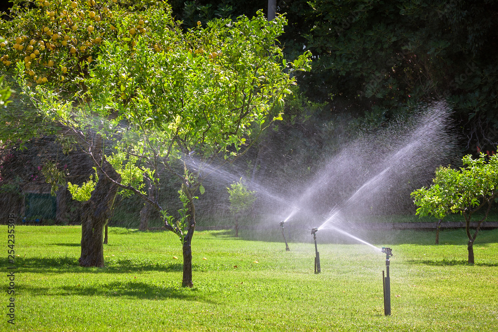 Automatic sprinkler watering in the garden - obrazy, fototapety, plakaty 