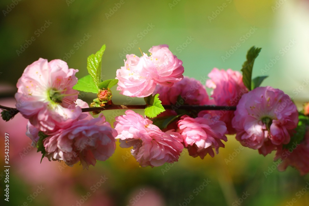 mandelblüte