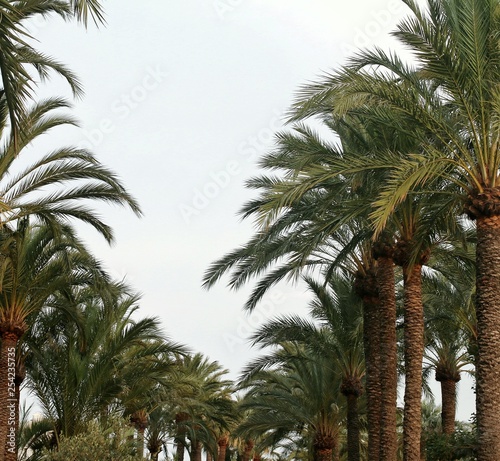 Many palm trees