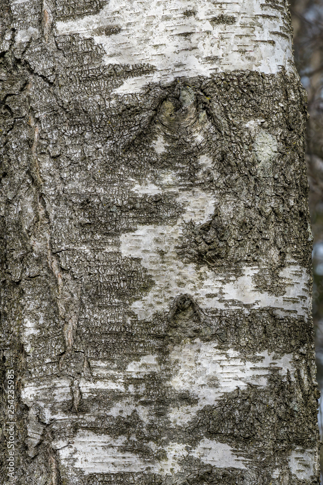 Fototapeta premium Birkenstamm Detail