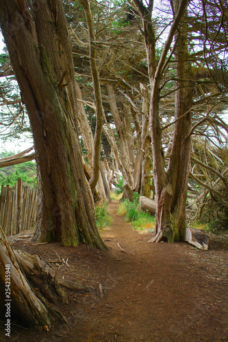 Wooded Cedar path to beach photo