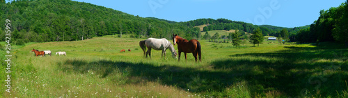 Horses in Field © Simon
