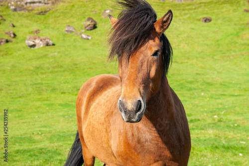 Beautiful brown icelandic horse on green grass background. Southern Iceland. © smallredgirl