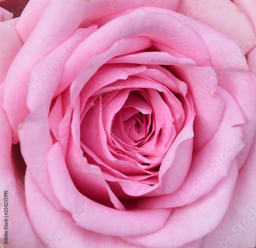 pink rose petals