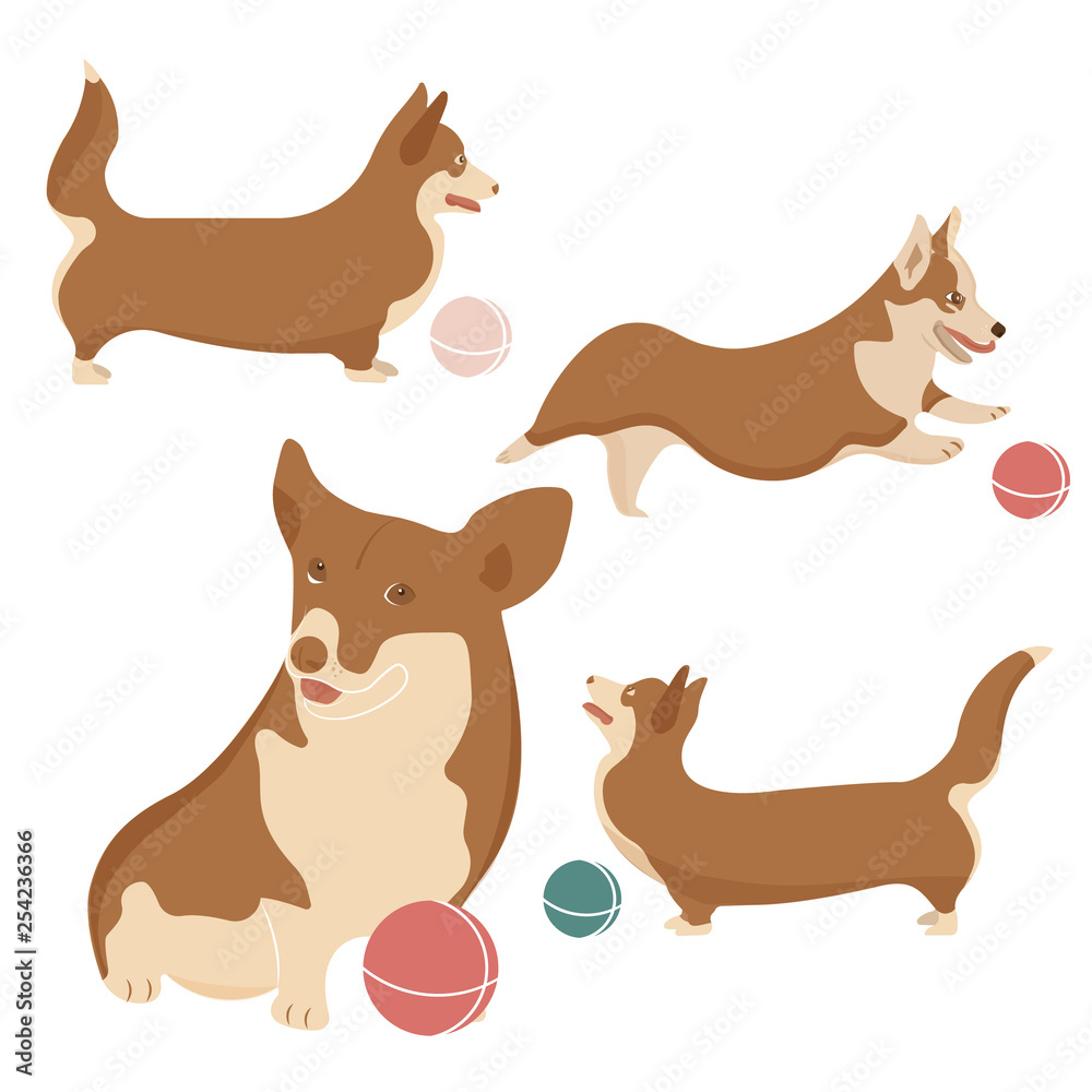 Welsh corgi Pembroke vector illustration. Cute cartoon dog breed set. Funny baby animal standing in a studio with a ball, little puppy.