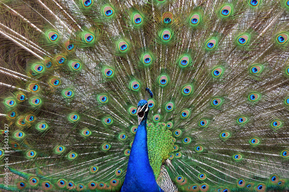 Fototapeta premium peacock with feathers out