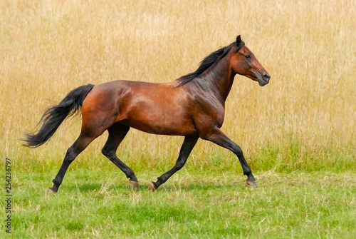 German Trotter, horse breed, runs at a smart trot across a meadow, Germany