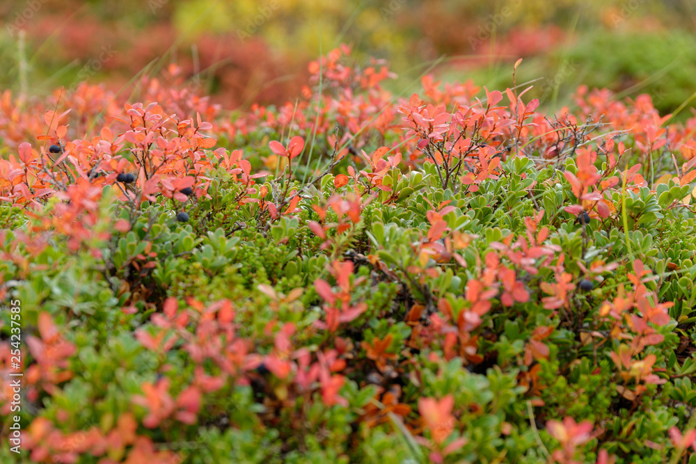 Herbstfarben in Island Herbstfarben in Island