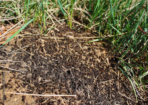 Anthill with many black ants