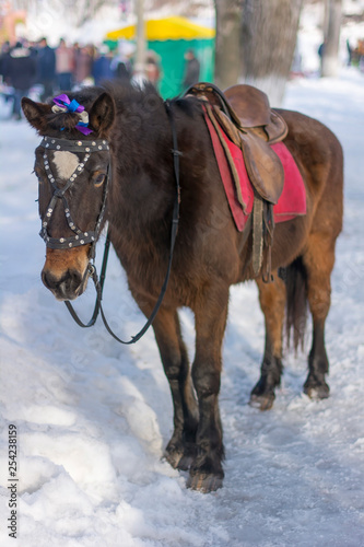 old horse on a winter road and a ribbon in the mane
