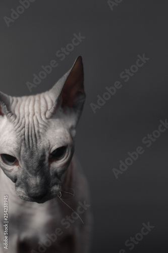 Portrait of Grey Sphynx Cat