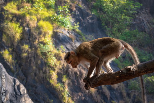 Indian Bonnet Macaque in jungle