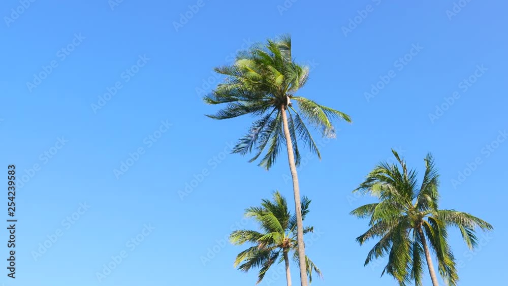 High winds blowing on palm trees incoming hurricane High winds blowing on palm trees incoming hurricane