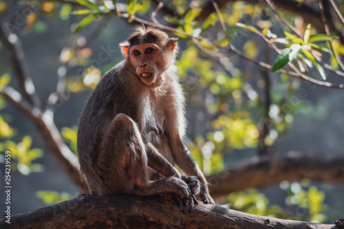 Indian Bonnet Macaque in jungle © Alrandir