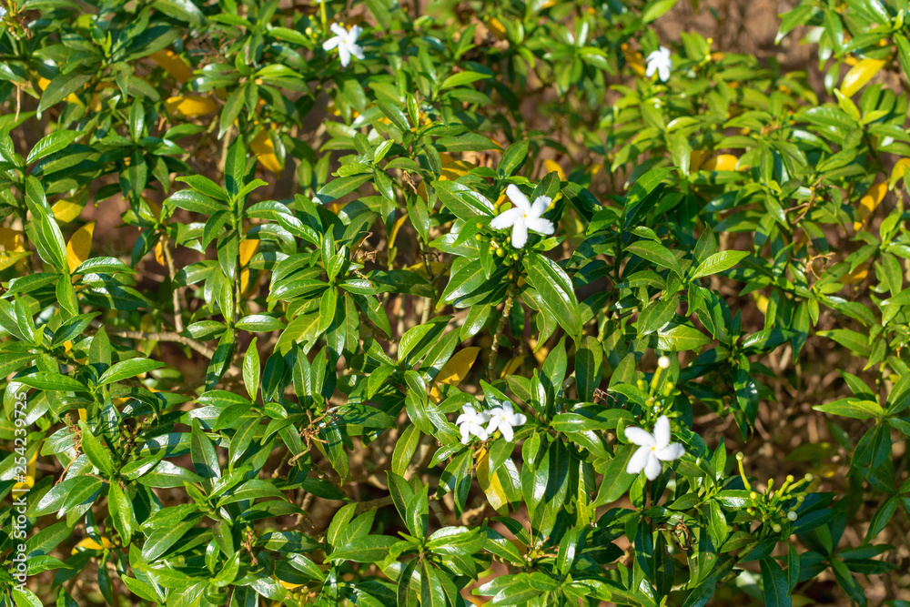 hedge with white flowers