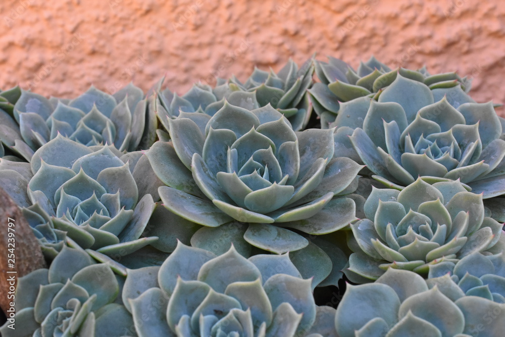 Obraz premium Plant In blossom on garden. Mexican snow ball, Mexican gem, white Mexican rose. Succulent plant in a desert garden. Scientific name: Echeveria elegant.