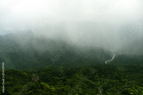 Fototapeta Primeval forest and fog on the island of Yakushima, Japan