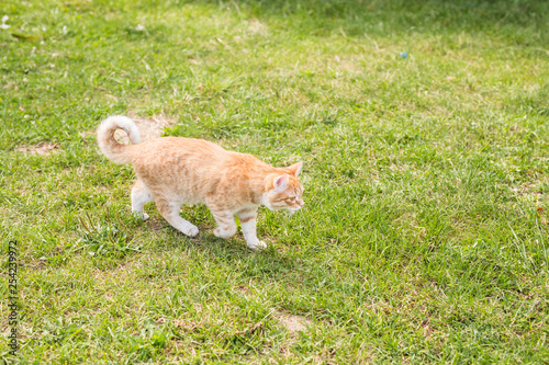portrait of a cute ginger cat walking in a sunny green meadow on a warm summer evening