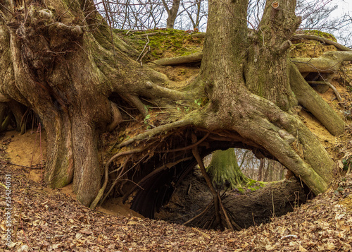 Tunnel under the tree, Salwator, Krakow, Poland