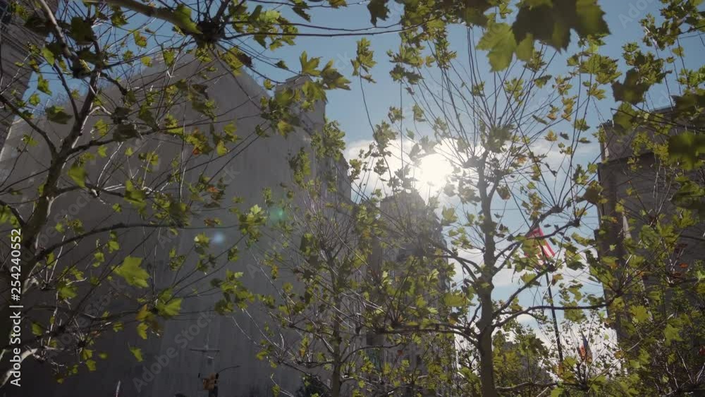 New York City Slow Motion Tree Branches, Pigeons Flying, and American Flag New York City Slow Motion Tree Branches, Pigeons Flying, and American Flag