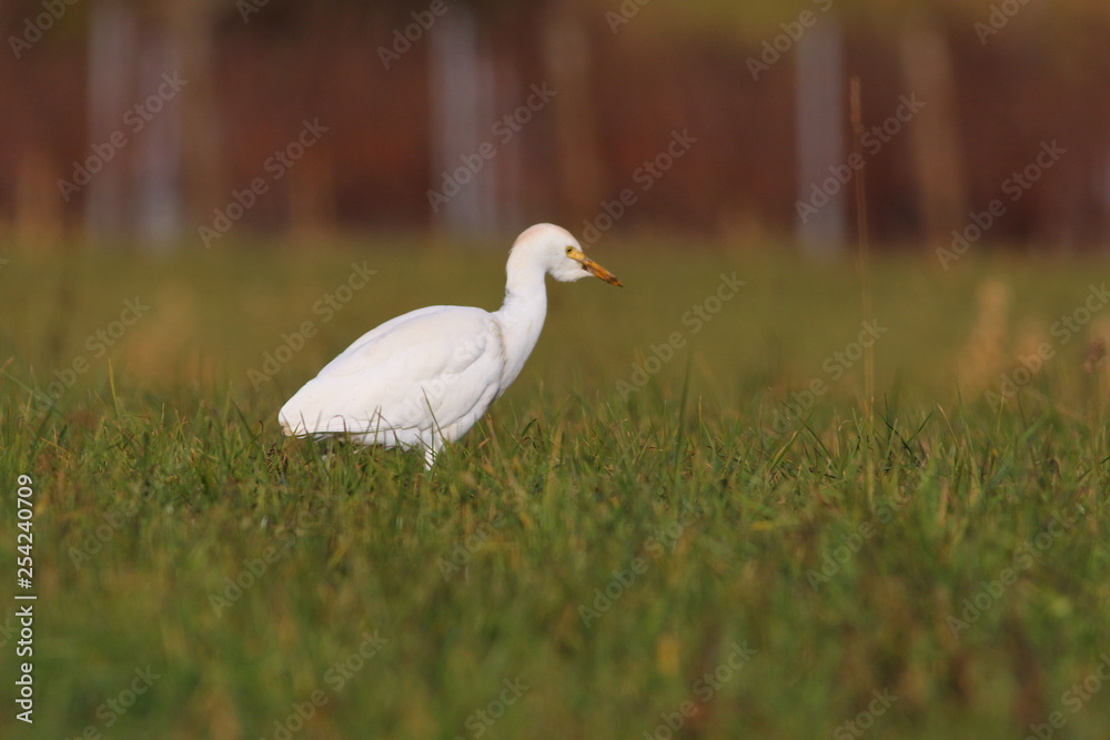 Obraz premium cattle egret smallest among the white herons