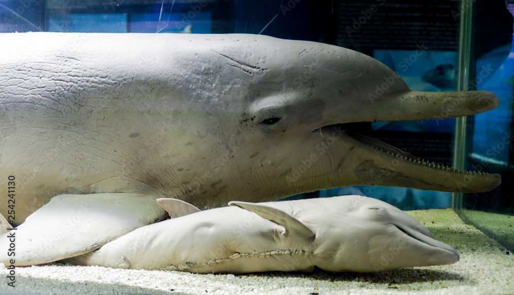 Fototapeta premium dead dolphin and his puppy