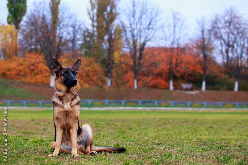 Dog breed German Shepherd Dog breed German Shepherd