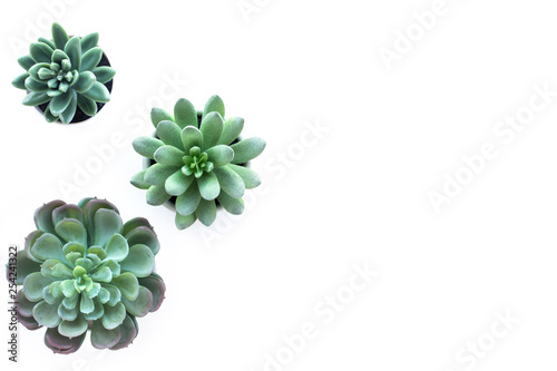Succulent plant top view on white background.For decorative design