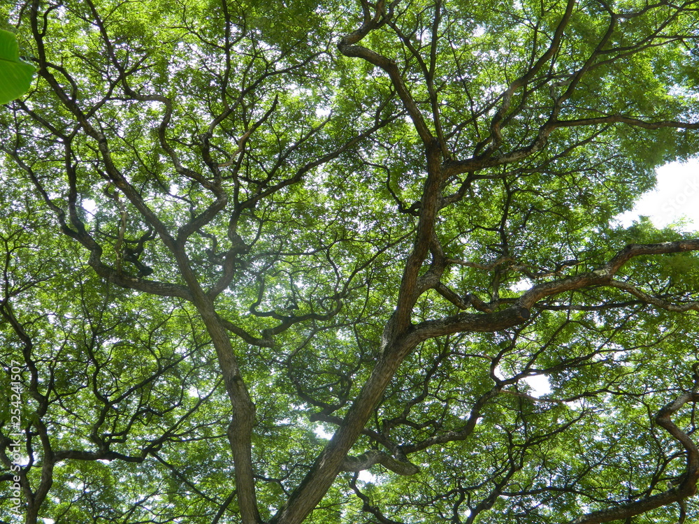 Fototapeta premium Tree in spring