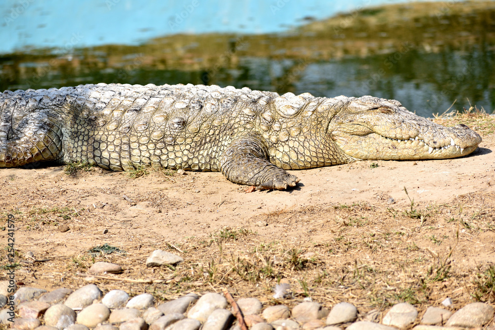 The Crocodile is a large water reptile and have limited cross movement in their neck. This image taken while taking rest. The Crocodile is a large water reptile and have limited cross movement in their neck. This image taken while taking rest.