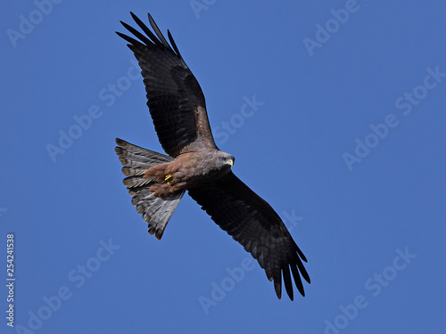 Yellow-billed kite  Milvus aegyptius 