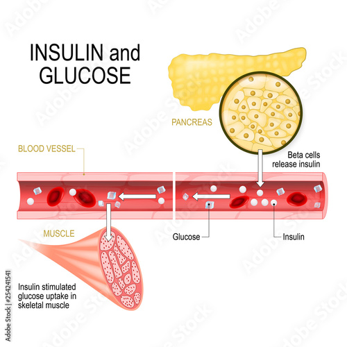 insulin (in pancreas) and glucose (in muscle)