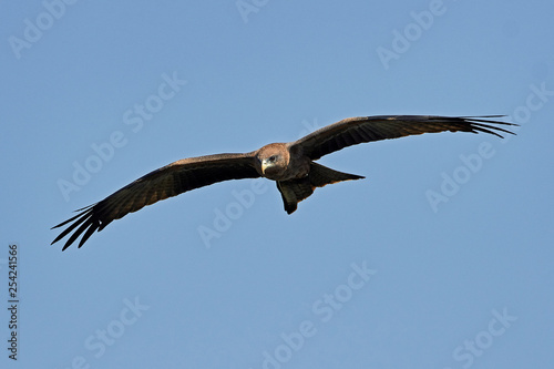 Yellow-billed kite  Milvus aegyptius 