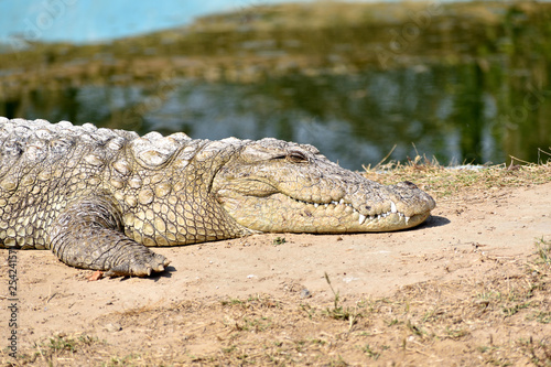 The Crocodile is a large water reptile and have limited cross movement in their neck. This image taken while taking rest. 